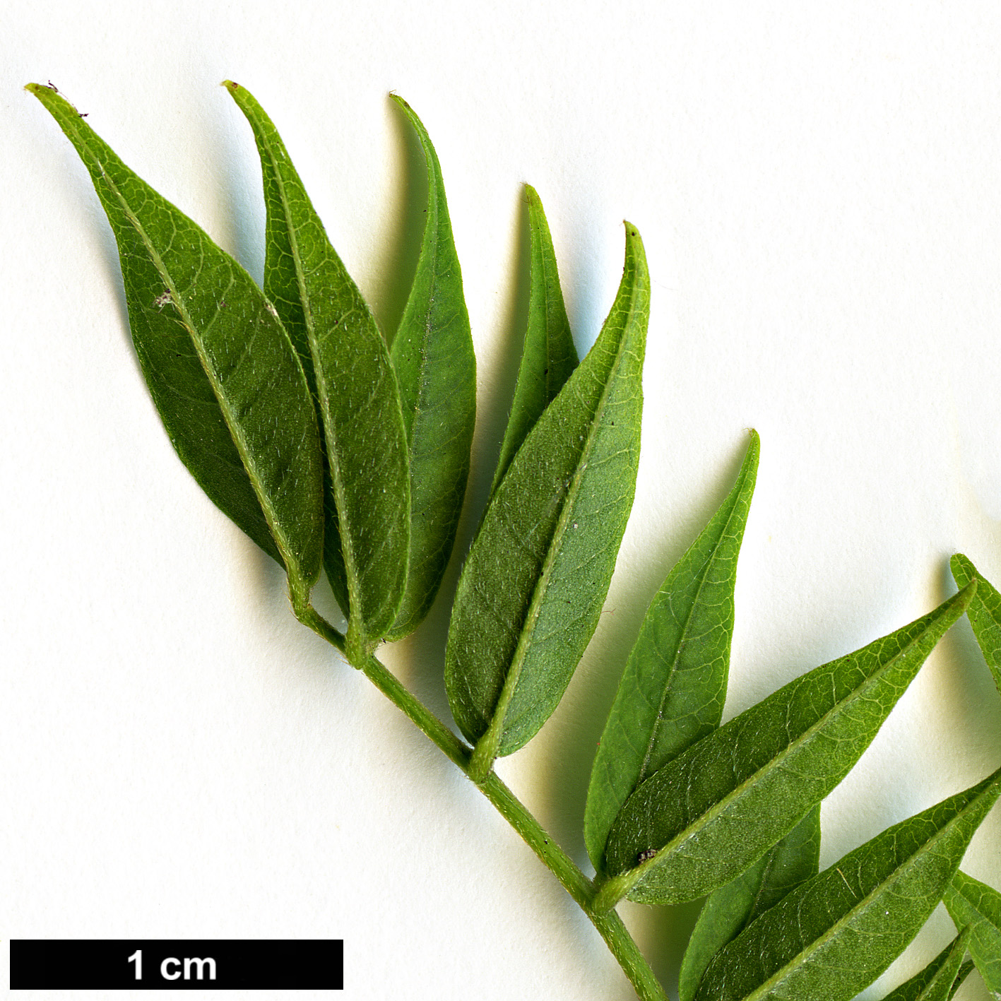 High resolution image: Family: Fabaceae - Genus: Wisteria - Taxon: floribunda - SpeciesSub: f. microphylla 'Hime'